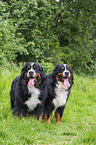 Berner Sennenhunde