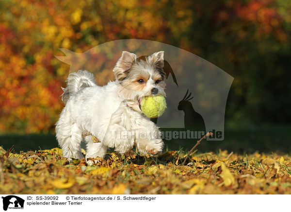 spielender Biewer Terrier / playing Biewer Terrier / SS-39092