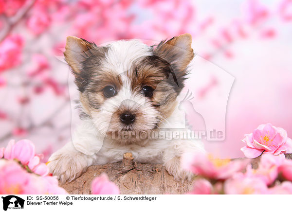 Biewer Terrier Welpe / Biewer Terrier Puppy / SS-50056