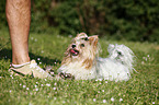 Biewer Terrier