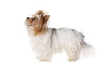 stehender Biewer Terrier