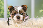 Biewer Terrier Welpe