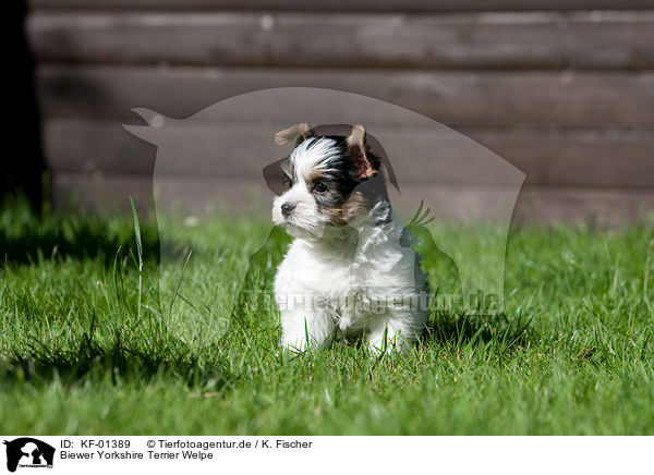Biewer Yorkshire Terrier Welpe / Biewer Yorkshire Terrier puppy / KF-01389