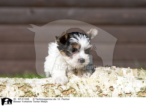 Biewer Yorkshire Terrier Welpe / Biewer Yorkshire Terrier puppy / KF-01398