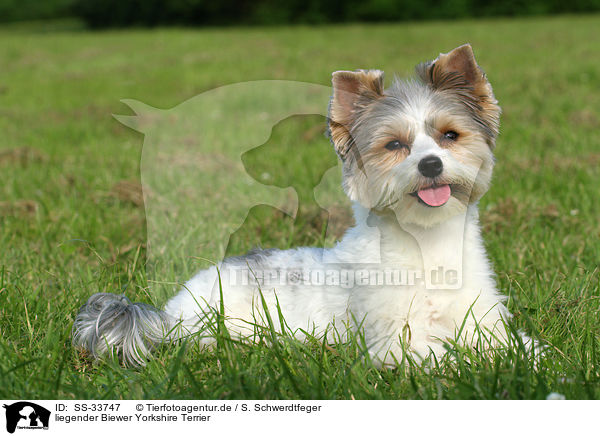 liegender Biewer Yorkshire Terrier / lying Biewer Yorkshire Terrier / SS-33747