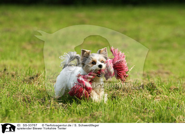 spielender Biewer Yorkshire Terrier / playing Biewer Yorkshire Terrier / SS-33767