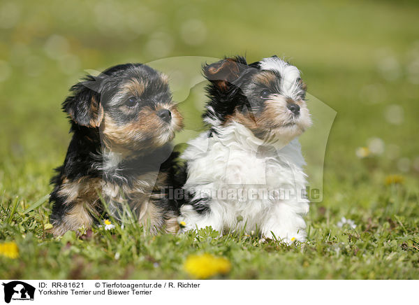Yorkshire Terrier und Biewer Terrier / Yorkshire Terrier and Biewer Terrier / RR-81621