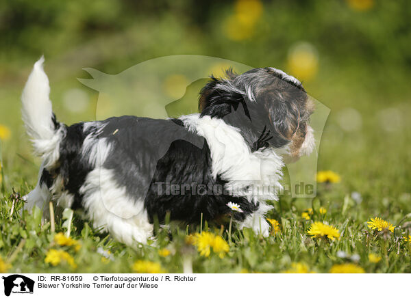 Biewer Yorkshire Terrier auf der Wiese / Biewer Yorkshire Terrier on meadow / RR-81659