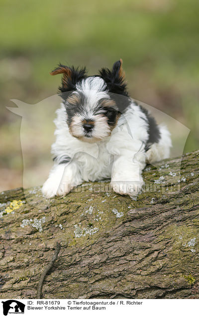 Biewer Yorkshire Terrier auf Baum / Biewer Yorkshire Terrier on tree / RR-81679
