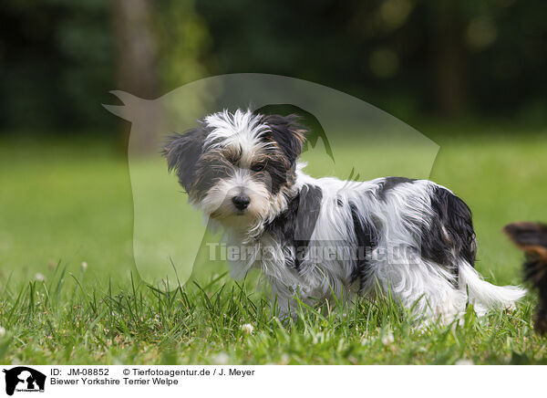 Biewer Yorkshire Terrier Welpe / JM-08852