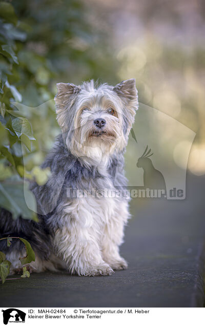kleiner Biewer Yorkshire Terrier / small Biewer Yorkshire Terrier / MAH-02484