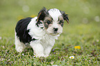 Biewer Yorkshire Terrier auf der Wiese