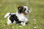 Biewer Yorkshire Terrier auf der Wiese