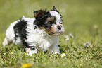 Biewer Yorkshire Terrier auf der Wiese