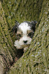 Biewer Yorkshire Terrier auf Baum