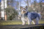 kleiner Biewer Yorkshire Terrier