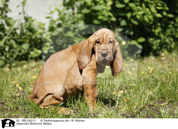 sitzender Bluthund Welpe / RR-24217