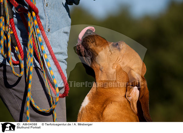 Bluthund Portrait / AM-04088