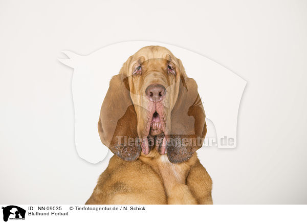 Bluthund Portrait / NN-09035