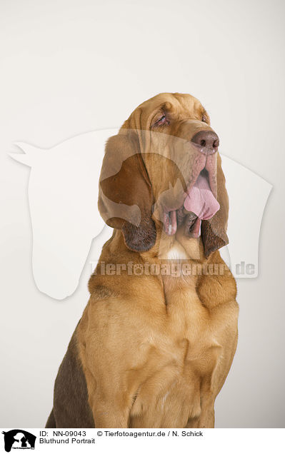 Bluthund Portrait / NN-09043