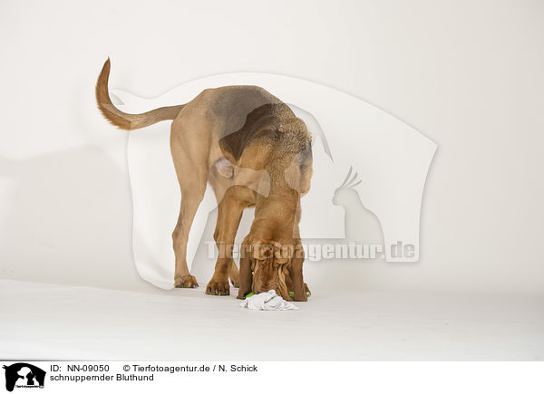schnuppernder Bluthund / NN-09050