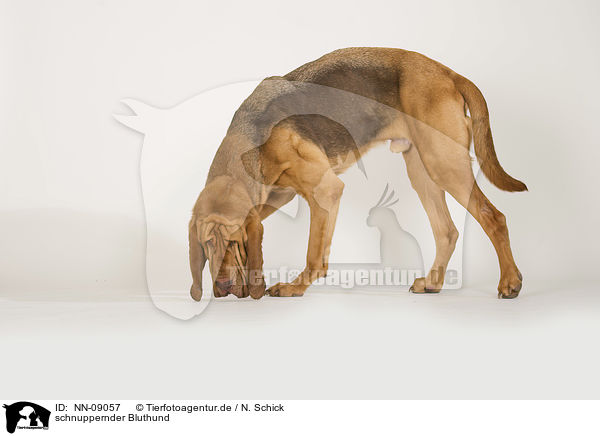 schnuppernder Bluthund / NN-09057