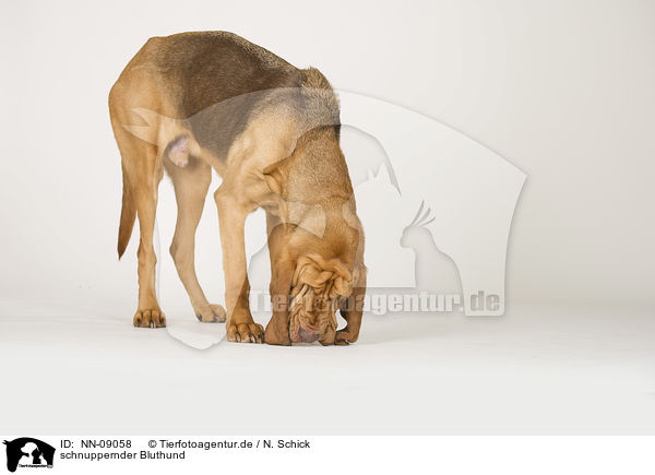 schnuppernder Bluthund / NN-09058