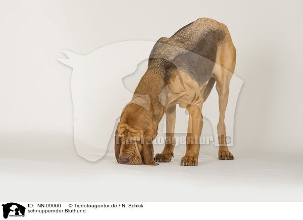 schnuppernder Bluthund / snuffling Bloodhound / NN-09060