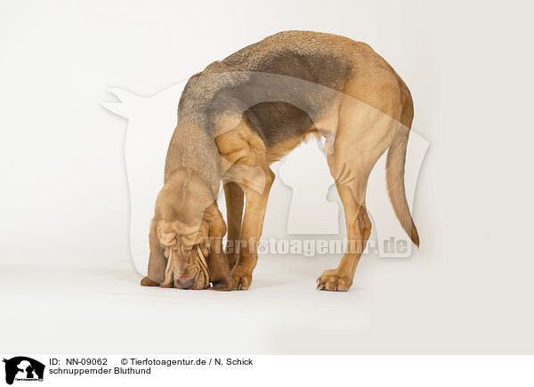 schnuppernder Bluthund / snuffling Bloodhound / NN-09062