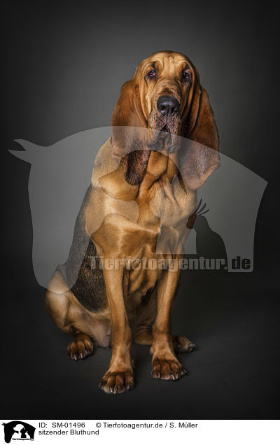 sitzender Bluthund / sitting Bloodhound / SM-01496