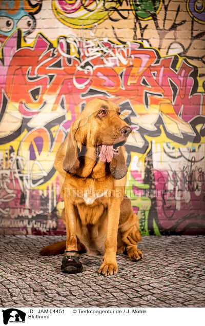 Bluthund / Bloodhound / JAM-04451