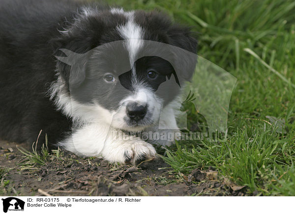 Border Collie Welpe / Border Collie Puppy / RR-03175