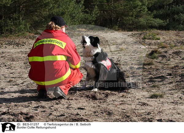 Border Collie Rettungshund / Border Collie / BES-01257