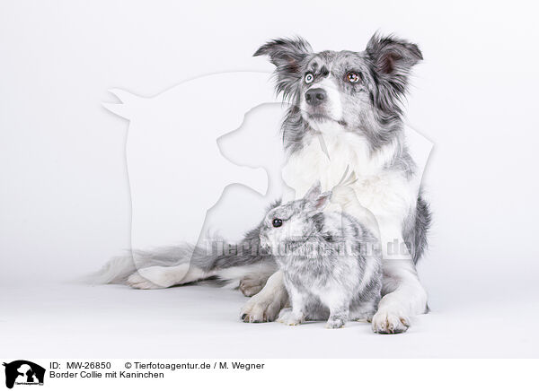 Border Collie mit Kaninchen / MW-26850