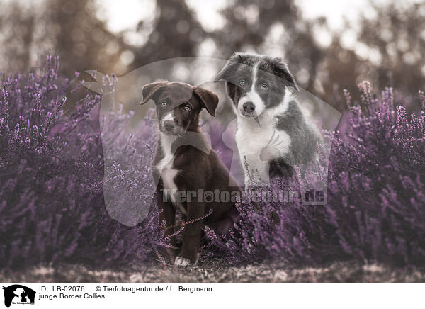 junge Border Collies / young Border Collies / LB-02076