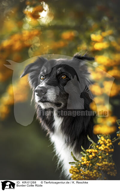 Border Collie Rde / male Border Collie / KR-01268