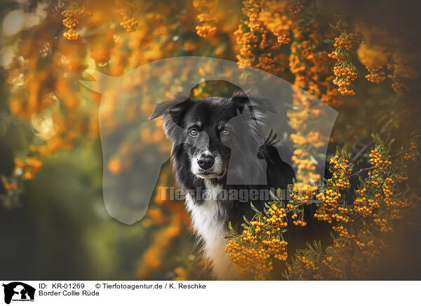 Border Collie Rde / male Border Collie / KR-01269