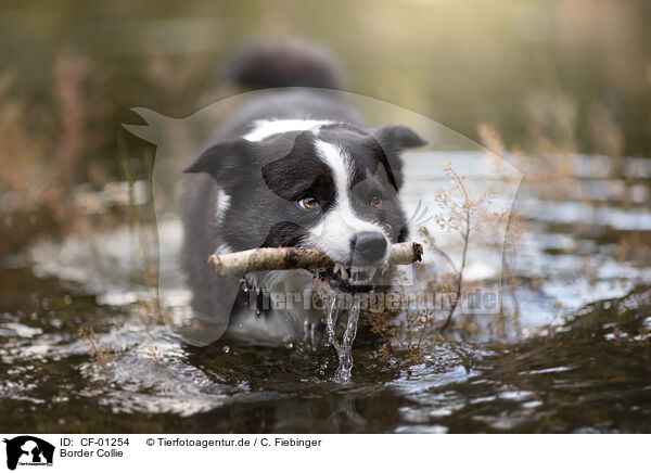 Border Collie / Border Collie / CF-01254