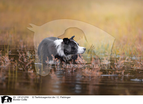 Border Collie / CF-01259