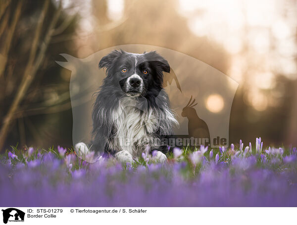 Border Collie / STS-01279
