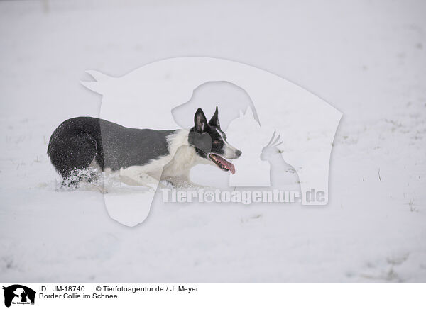 Border Collie im Schnee / Border Collie in snow / JM-18740