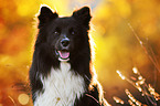 Border Collie Portrait