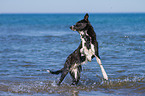 rennender Border Collie