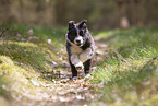 Border Collie Welpe