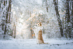 Border Collie im Winter