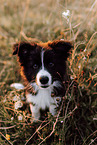 Border Collie Welpe