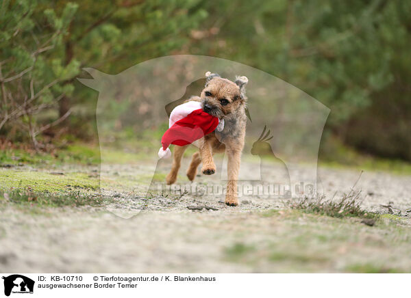 ausgewachsener Border Terrier / KB-10710