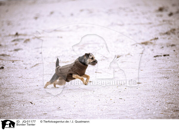 Border Terrier / JQ-01177