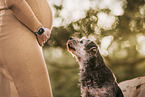 Schwangere und Border Terrier