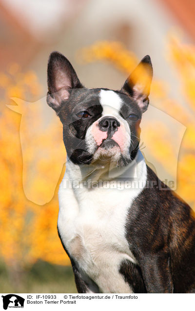 Boston Terrier Portrait / Boston Terrier Portrait / IF-10933